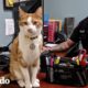 Gato que vive en la estación de policías es el supervisor de todos | El Dodo