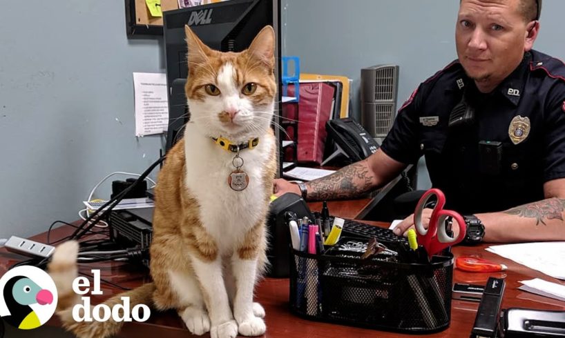 Gato que vive en la estación de policías es el supervisor de todos | El Dodo