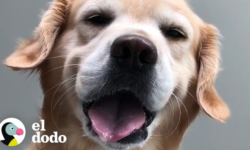 Golden Retriever se niega a bañarse I El Dodo