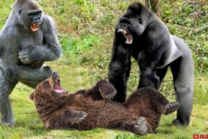 Gorilla VS Bear - Who Will Win? - Blondi Foks