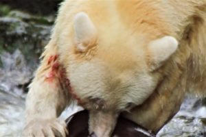 Greatest Fights In The Animal Kingdom Part 2 | BBC Earth