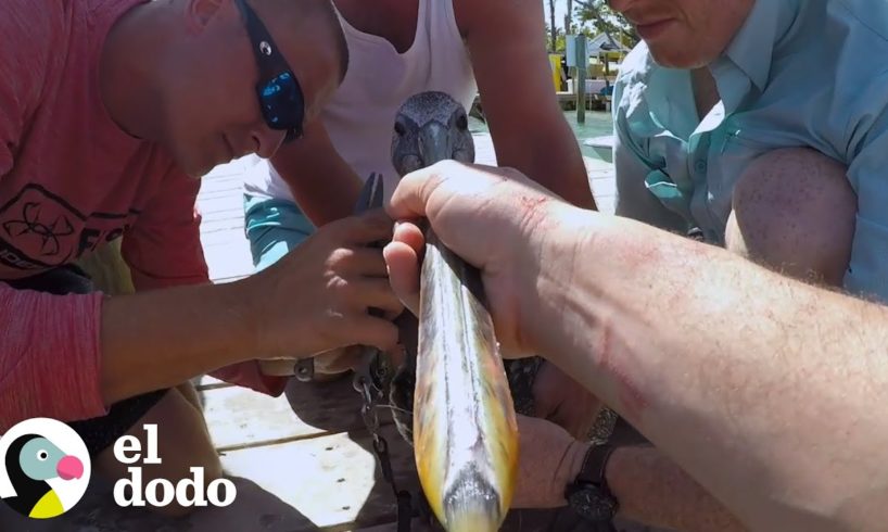 Grupo de hombres rescata a pelícano en peligro | El Dodo