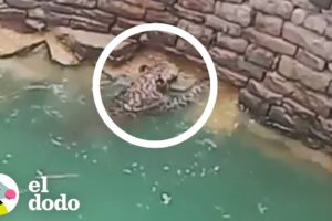 Grupo de personas rescatan a un leopardo | El Dodo