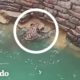 Grupo de personas rescatan a un leopardo | El Dodo