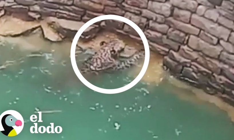 Grupo de personas rescatan a un leopardo | El Dodo