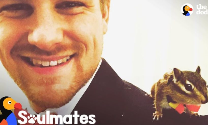 Guy Rescues A Baby Chipmunk And Becomes His Best Friend | The Dodo Soulmates