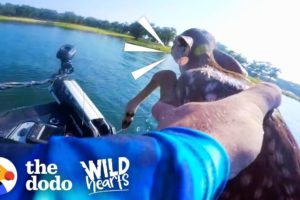 Guy Rescues Baby Deer From the Middle of a Lake | The Dodo Wild Hearts