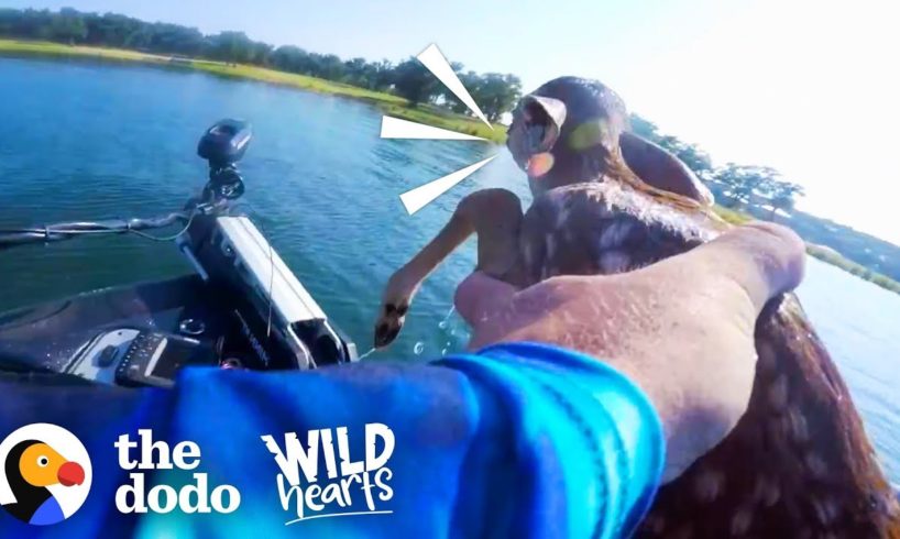 Guy Rescues Baby Deer From the Middle of a Lake | The Dodo Wild Hearts
