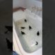 Guys rescues family of ducklings || Viral Video UK