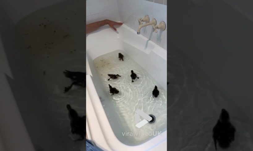 Guys rescues family of ducklings || Viral Video UK