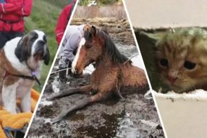 Hair-Raising Animal Rescues of 2020
