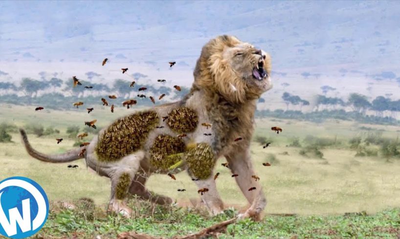 He Never Stood A Chance... Animal Fights Filmed Mercilessly!