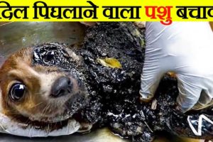 Heart Melting Animal Rescue Caught on a Camera PART 1 | In Hindi | Anokhe Sach |