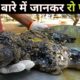 Heart touching animal rescues | Animal rescue videos in hindi | rescue animals | universe talk