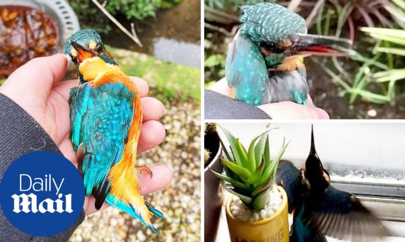 Heartwarming moment woman rescues kingfisher bird after it flew into home
