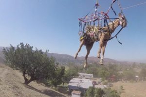 Helicopter Rescues Fallen Horse