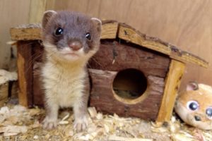 Helping Orphaned Stoat Kits Get A Wild Upbringing | Animal Rescues