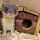 Helping Orphaned Stoat Kits Get A Wild Upbringing | Animal Rescues