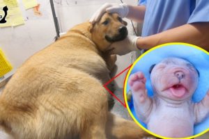 Helping tailess Mommy Dog giving birth for her six cutest puppies