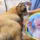 Helping tailess Mommy Dog giving birth for her six cutest puppies