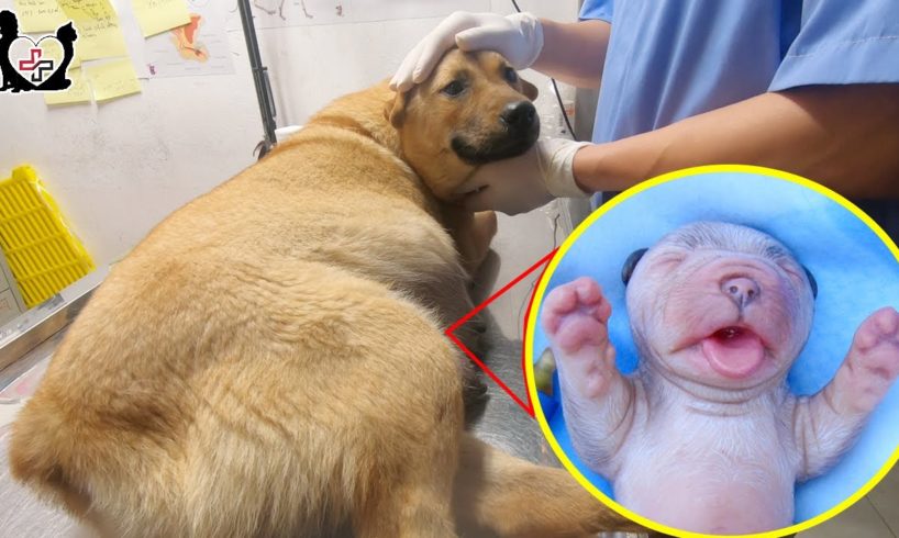 Helping tailess Mommy Dog giving birth for her six cutest puppies