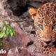 Hermoso leopardo queda atrapado en un alambre de púas | El Dodo