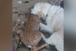 Hero dog rescues drowning deer during morning walk