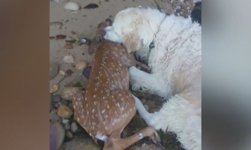 Hero dog rescues drowning deer during morning walk