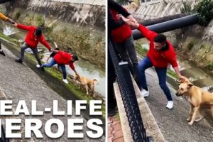 Heroic Human Chain Rescues Stray Dog From Creek