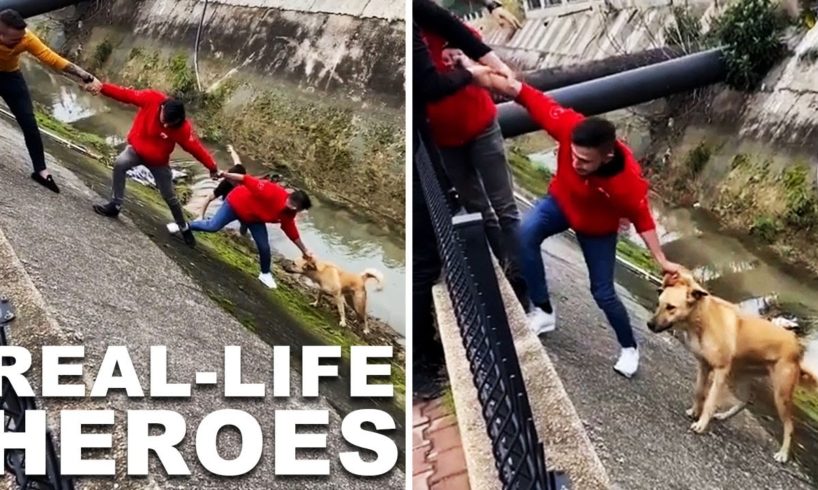 Heroic Human Chain Rescues Stray Dog From Creek