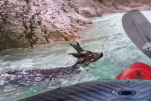 Heroic man saves deer from river - Awesome Animal Rescues