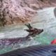 Heroic man saves deer from river - Awesome Animal Rescues