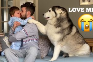 Hilarious Jealous Husky & Puppy When I Cuddle My Baby Prank! [CUTEST VIDEO EVER!]