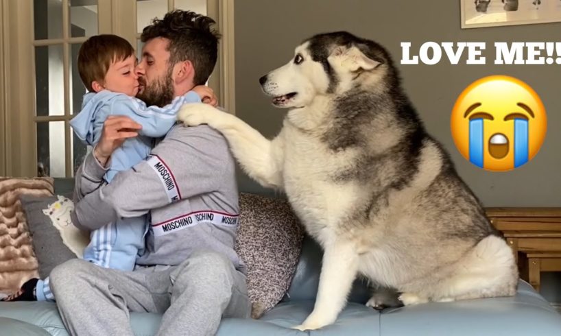 Hilarious Jealous Husky & Puppy When I Cuddle My Baby Prank! [CUTEST VIDEO EVER!]