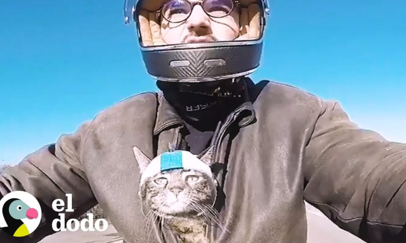 Hombre adopta una gata que se convierte en deportista extrema | El Dodo