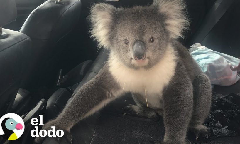 Hombre encuentra un koala en su carro | El Dodo