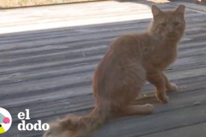 Hombre está un año intentando hacerse amigo de este gato | El Dodo