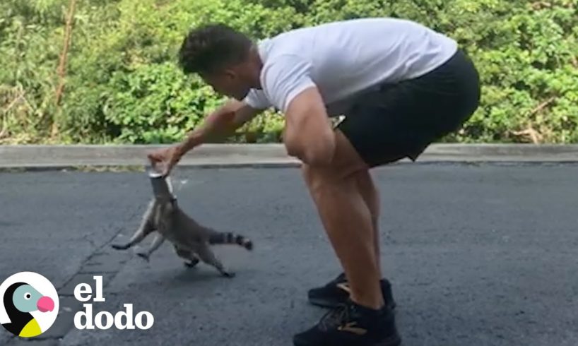 Hombre rescata un mapache atascado en una lata | El Dodo