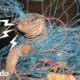 Hombres encuentran lagarto gigante enredado en una red | El Dodo