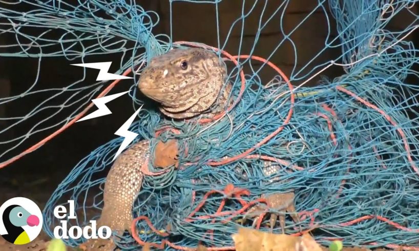 Hombres encuentran lagarto gigante enredado en una red | El Dodo