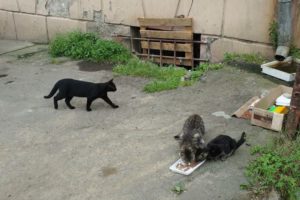 Homeless hungry cats in the street. rescue animals,animals,cats,rescue cats,abandoned kittens