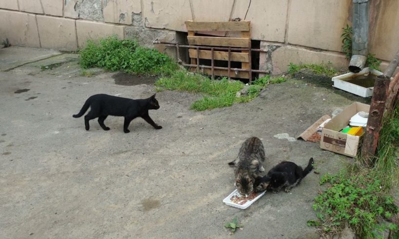 Homeless hungry cats in the street. rescue animals,animals,cats,rescue cats,abandoned kittens