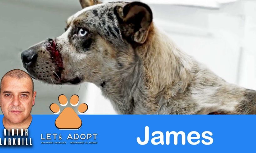 Hope Rescues Dog with Cuts on Face @Viktor Larkhill #DogRescue