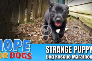 Hope Rescues Puppy Acting Strange & Save Mama Too!