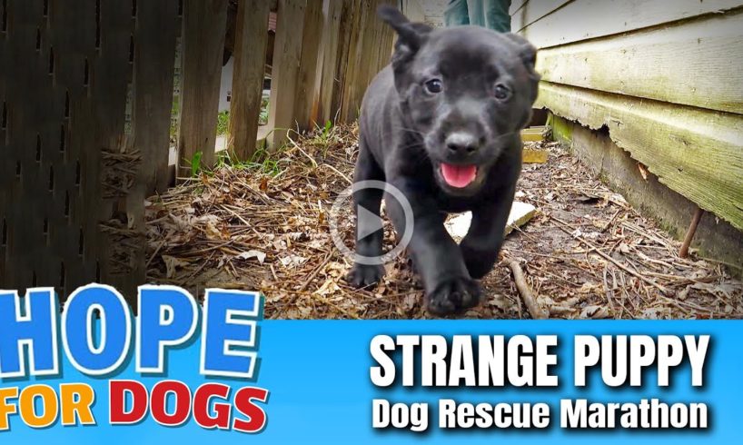 Hope Rescues Puppy Acting Strange & Save Mama Too!