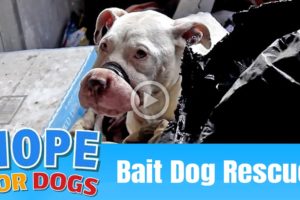 Hope Rescues Starving Bait Dog - The Dog Saviors