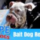 Hope Rescues Starving Bait Dog - The Dog Saviors
