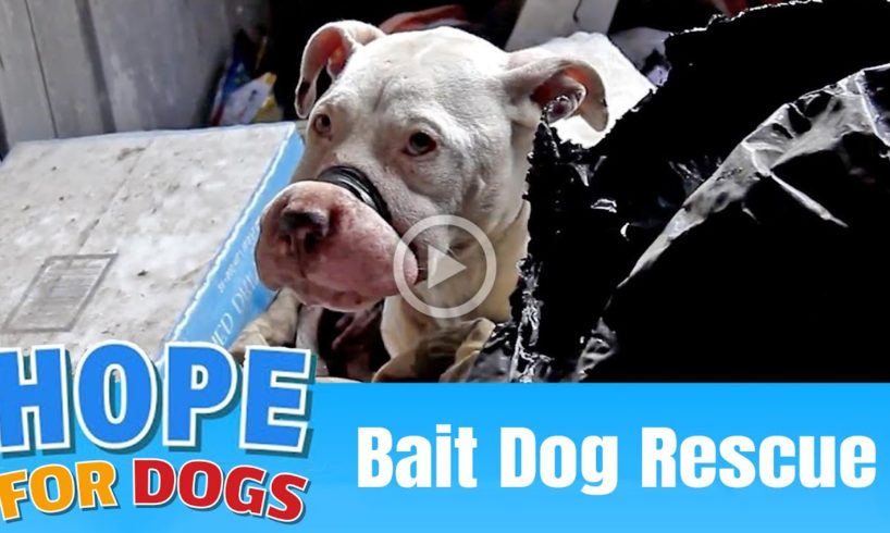 Hope Rescues Starving Bait Dog - The Dog Saviors
