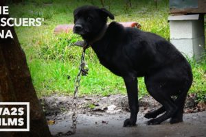 Hope Rescues Starving Dogs Chained in Houston - The Rescuers DNA