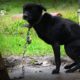 Hope Rescues Starving Dogs Chained in Houston - The Rescuers DNA